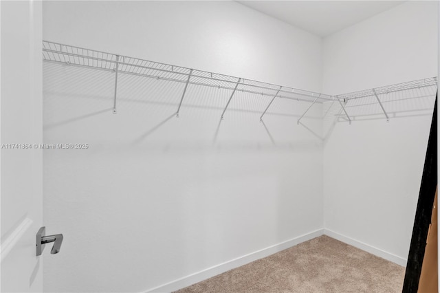 walk in closet with carpet flooring