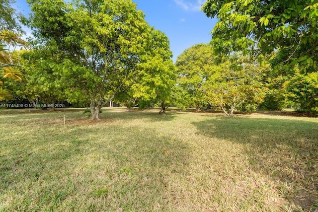 view of yard