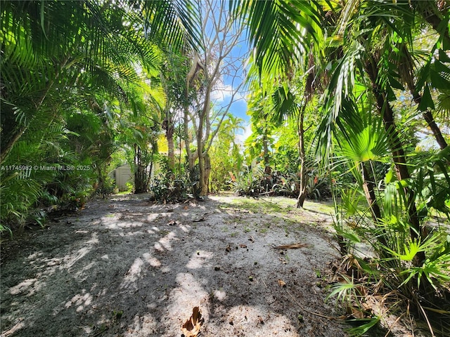 view of local wilderness