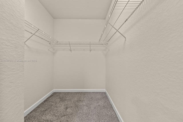 spacious closet featuring carpet flooring