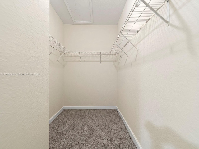 walk in closet with carpet floors