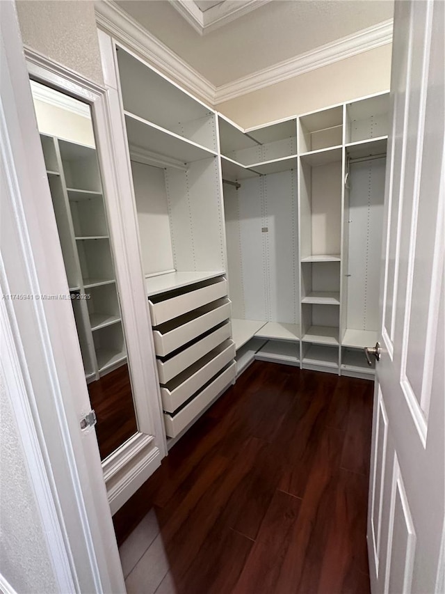 walk in closet with dark hardwood / wood-style flooring