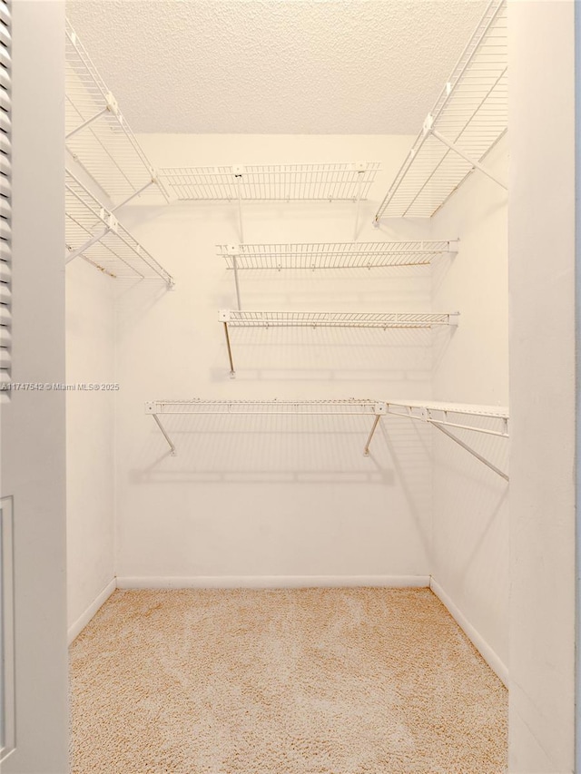 walk in closet with carpet flooring