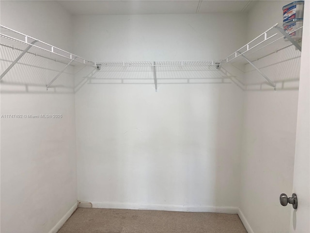 walk in closet with carpet floors