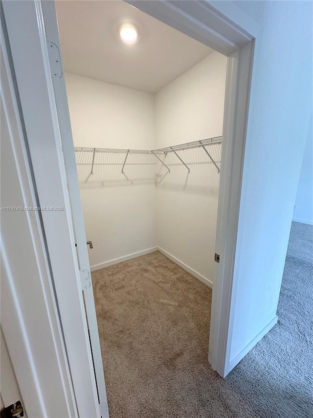 walk in closet with carpet flooring