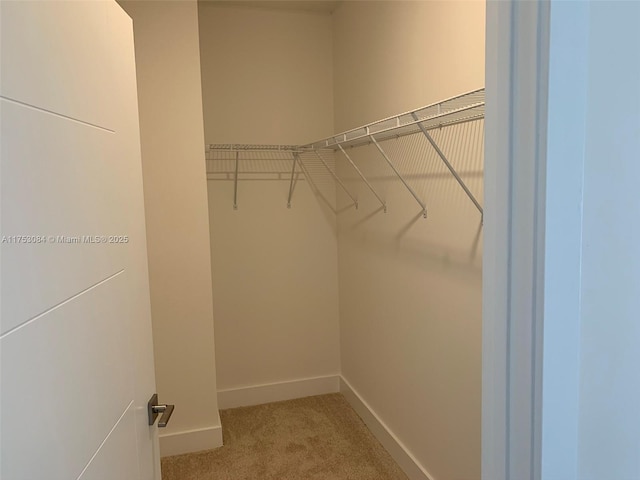 walk in closet featuring carpet floors