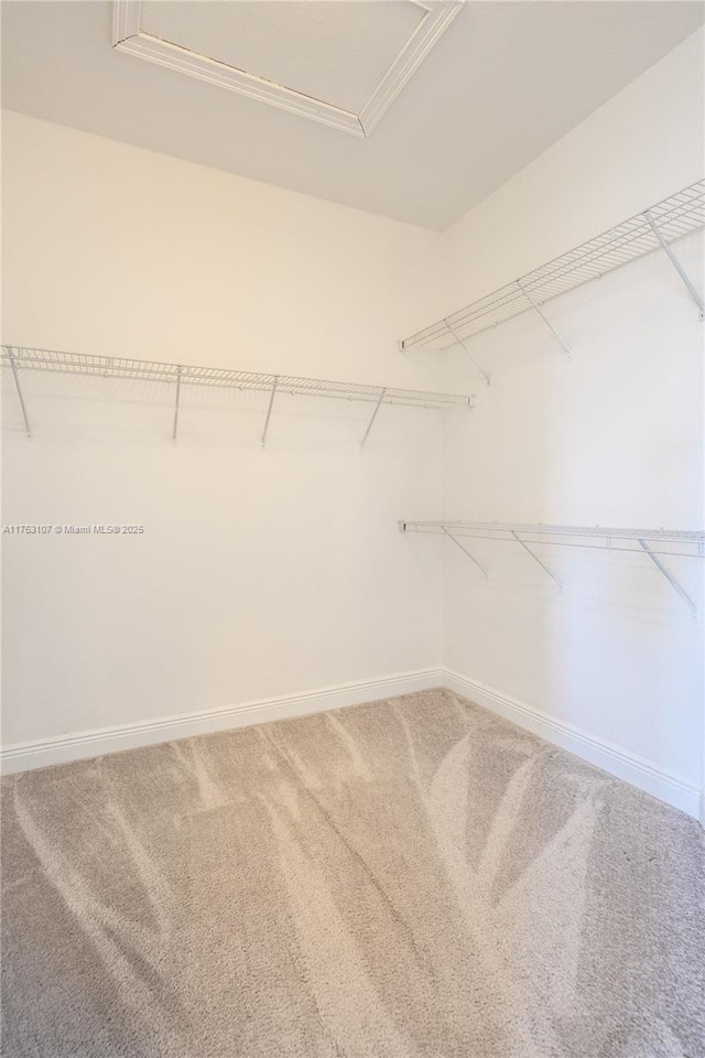 walk in closet with carpet floors