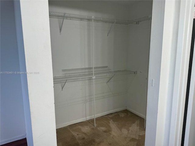 walk in closet featuring carpet floors