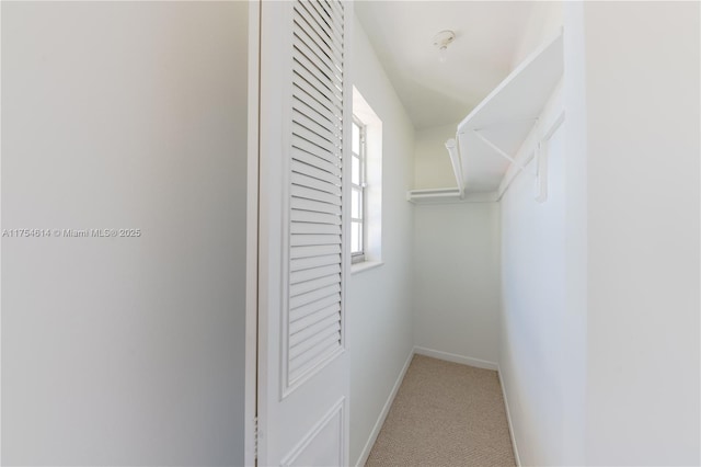 walk in closet featuring carpet