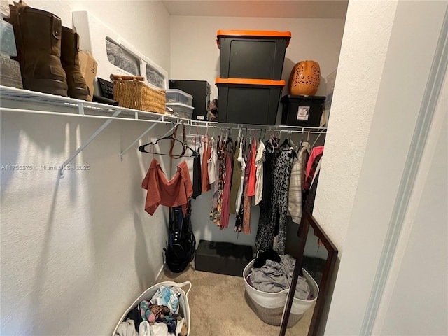 spacious closet featuring carpet