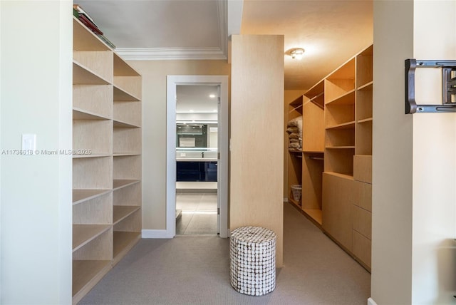 spacious closet featuring carpet
