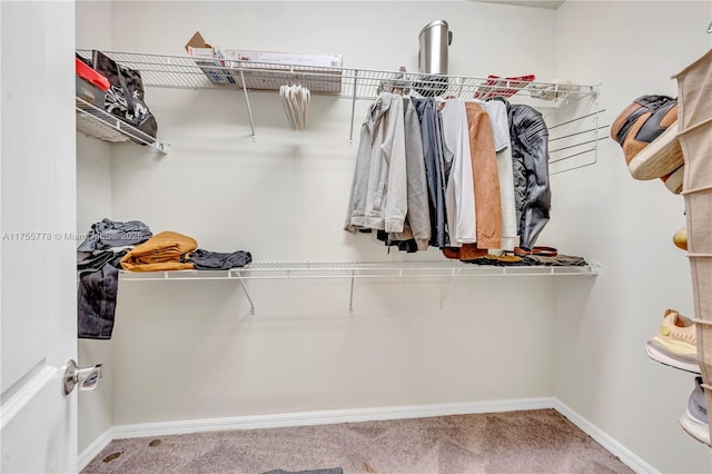 walk in closet with carpet floors