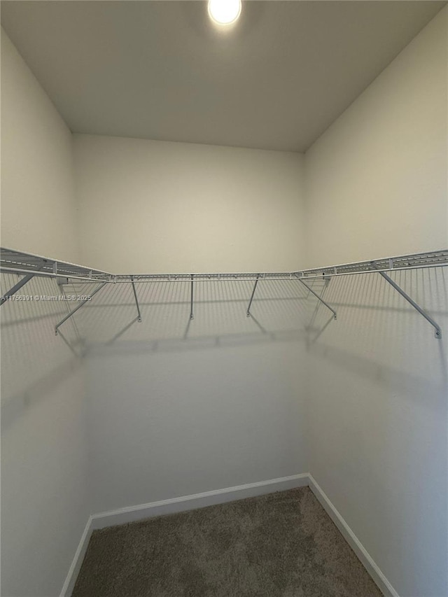 spacious closet featuring carpet flooring