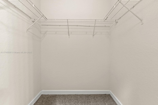 walk in closet with carpet flooring