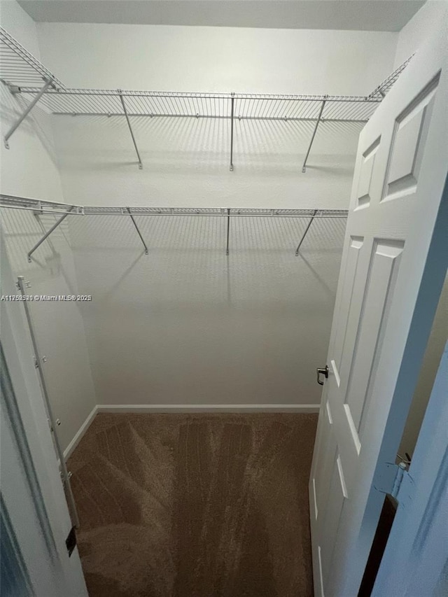 walk in closet with carpet flooring