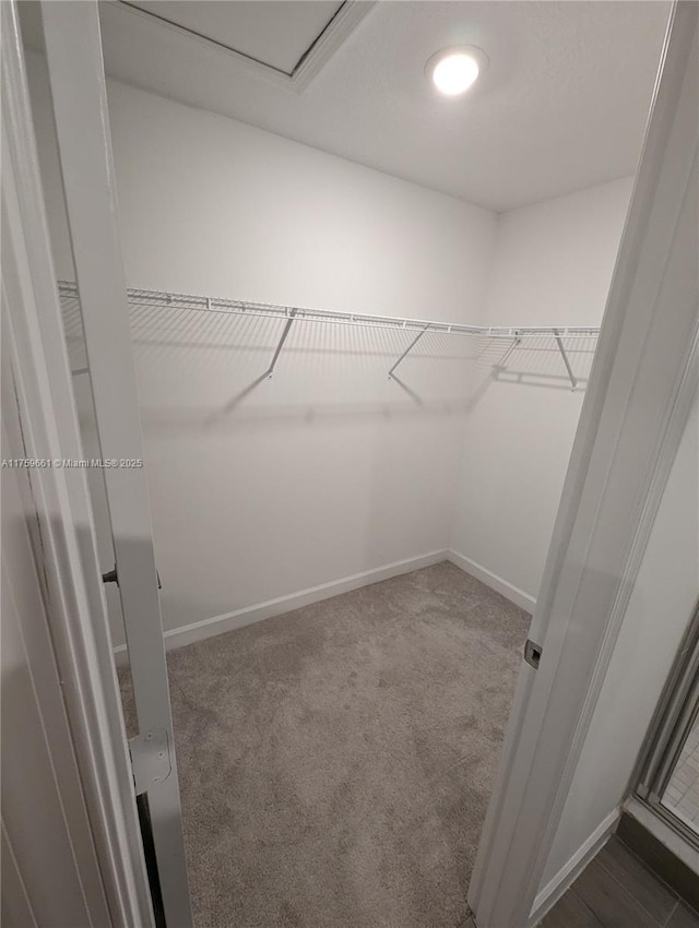 spacious closet featuring carpet