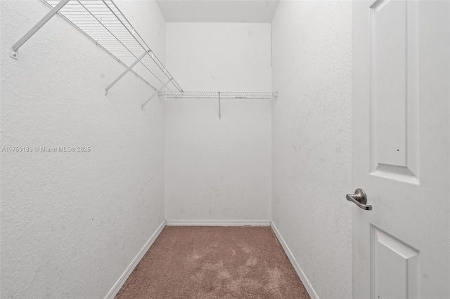 spacious closet featuring carpet flooring