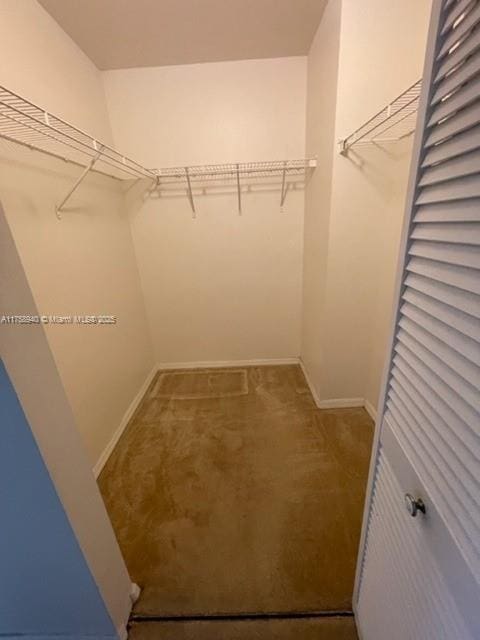 spacious closet featuring carpet floors