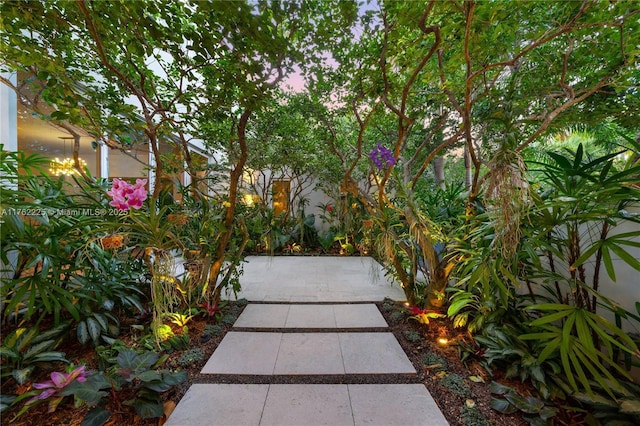 view of yard featuring a patio area