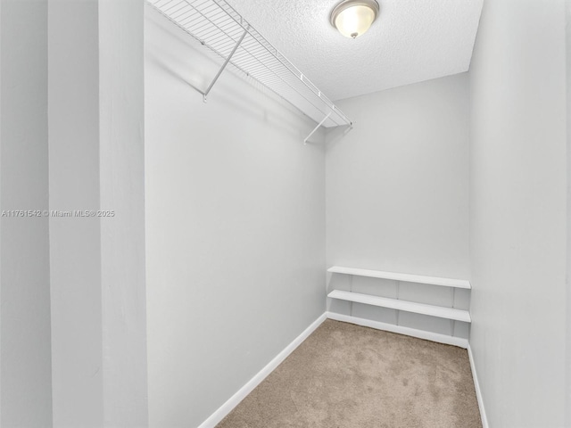 walk in closet with carpet flooring