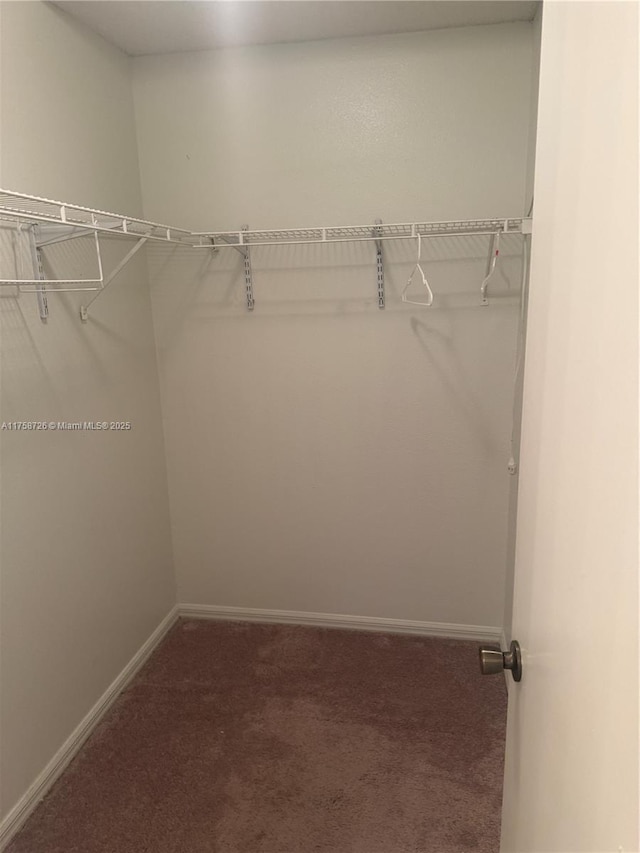 walk in closet with carpet flooring