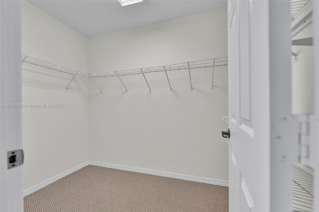 spacious closet featuring carpet flooring