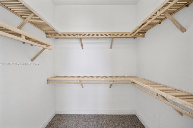 spacious closet with carpet flooring