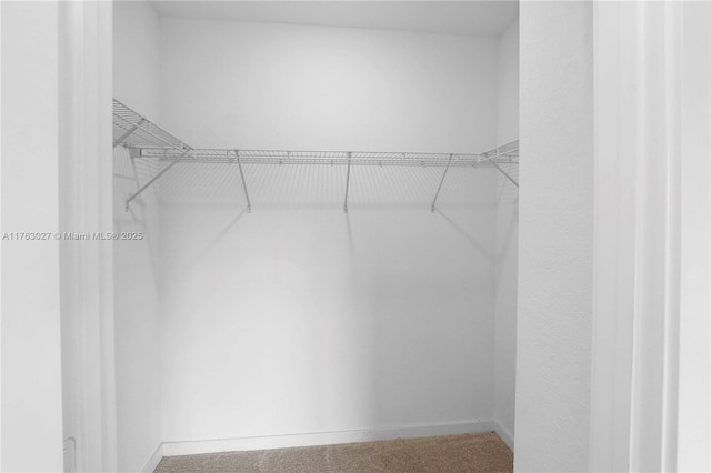 walk in closet featuring carpet