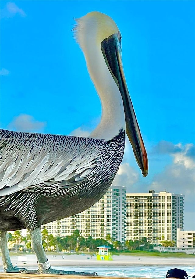 531 N Ocean Blvd Unit 1003, Pompano Beach, FL 33062 - view of pool
