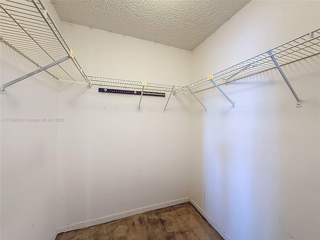 walk in closet with carpet floors
