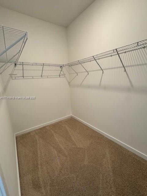 walk in closet featuring carpet