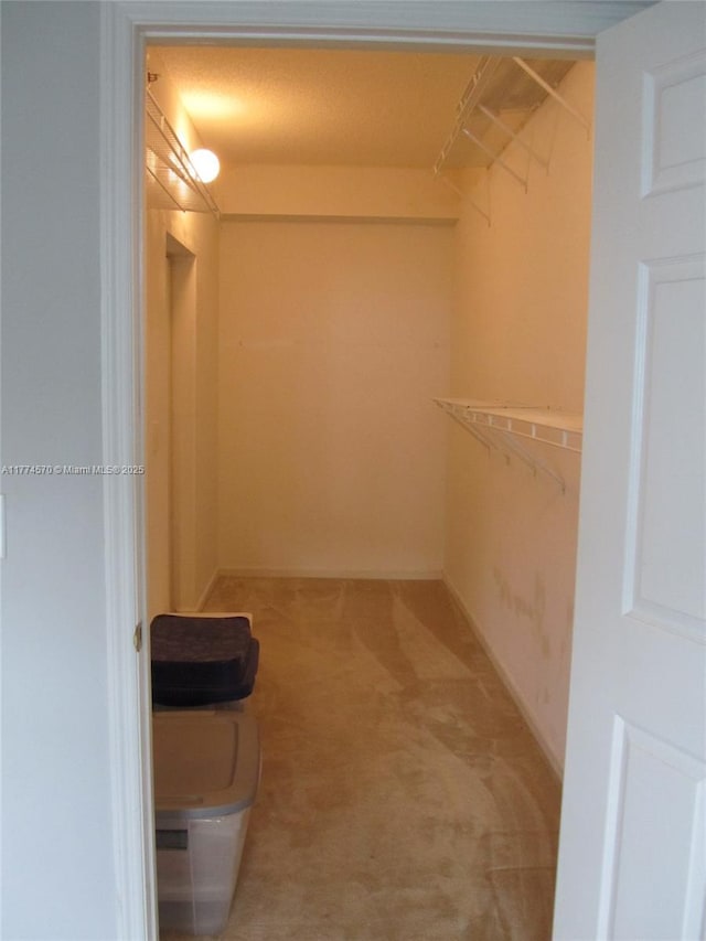 walk in closet featuring light carpet