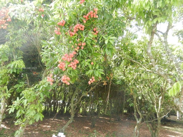 18950 SW 240th St, Homestead, FL 33031 - view of undeveloped land