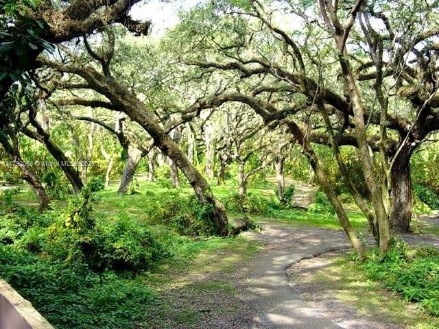 9271 Arborwood Cir, Davie, FL 33328 - view of community with a wooded view