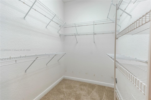 spacious closet featuring carpet flooring