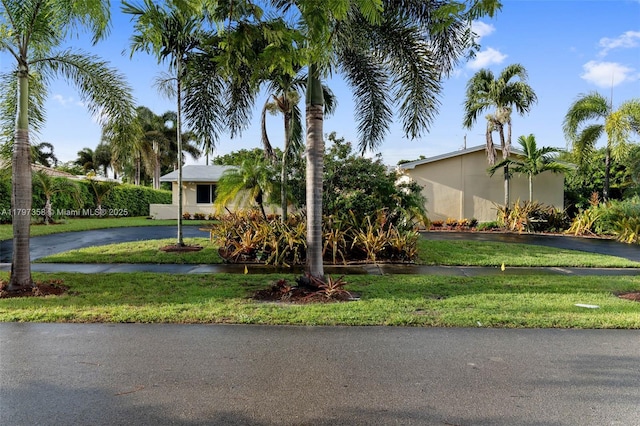 4410 N Buchanan St, Hollywood, FL 33021 - obstructed view of property with curved driveway and a front lawn