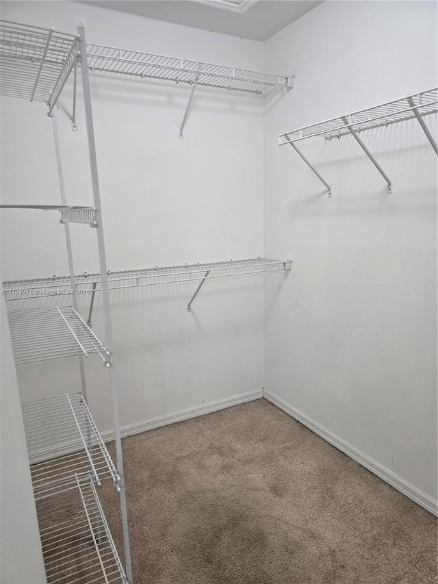 453 Dahoon Holly Dr, Daytona Beach, FL 32117 - walk in closet featuring carpet
