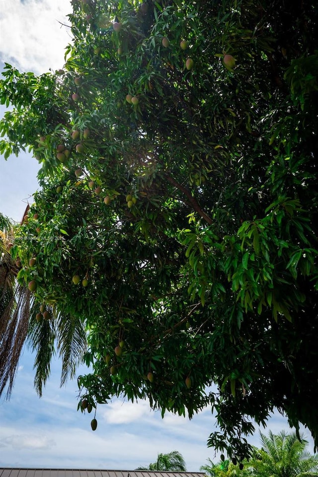 12840 SW 146th Ln, Miami, FL 33186 - view of local wilderness