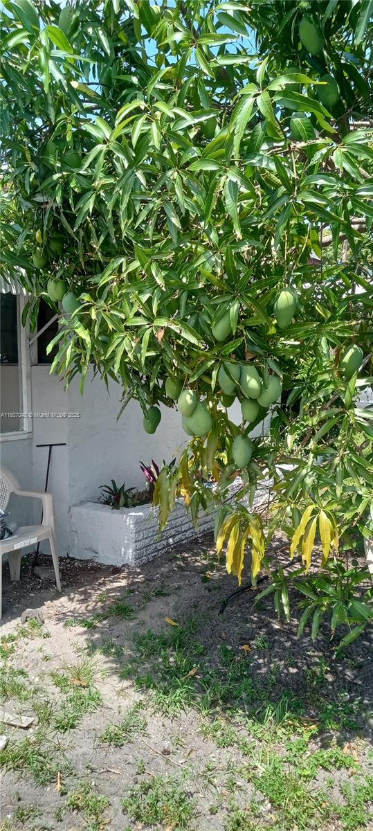 3161 NW 5th St, Lauderhill, FL 33311 - view of yard