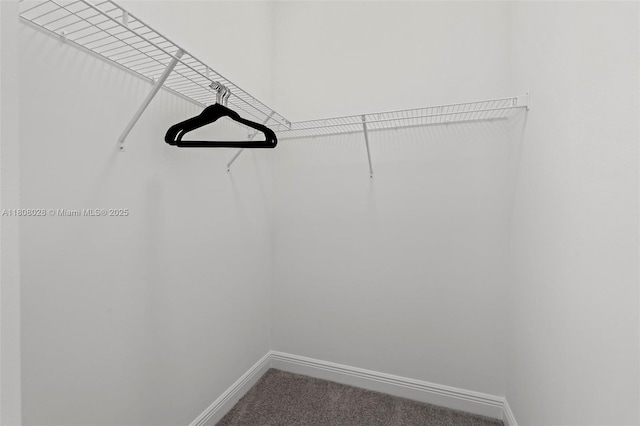 16450 Sea Turtle Pl, Loxahatchee, FL 33470 - walk in closet featuring carpet flooring