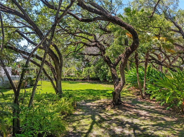 5465 Banyan Trl, Coral Gables, FL 33156 - view of green lawn