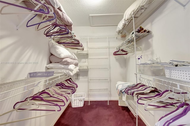 7713 Springwater Pl, Boynton Beach, FL 33437 - walk in closet with carpet flooring