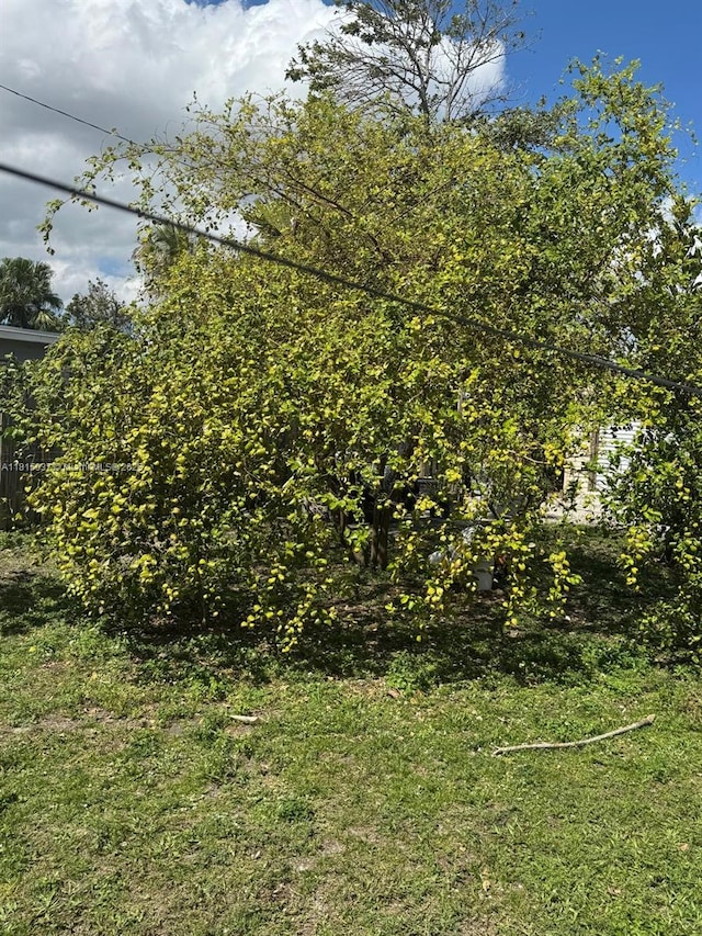 6309 Wiley St, Hollywood, FL 33023 - view of local wilderness