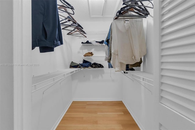 2704 Nassau Bnd Unit J2, Coconut Creek, FL 33066 - walk in closet with light wood-type flooring