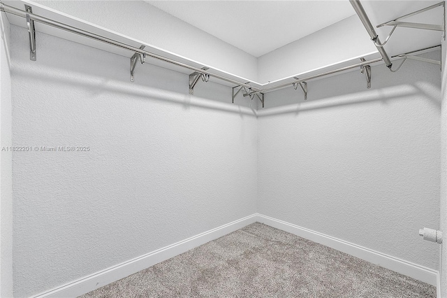 8239 NW 8th St Unit 3, Plantation, FL 33324 - walk in closet featuring carpet flooring