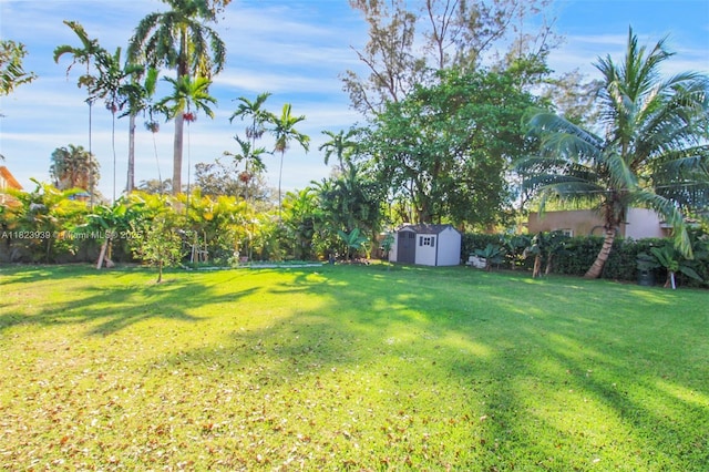 6255 SW 62nd Ct, South Miami, FL 33143 - view of green lawn with a shed
