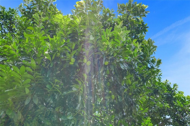3820 SW 106th Ter, Davie, FL 33328 - view of local wilderness