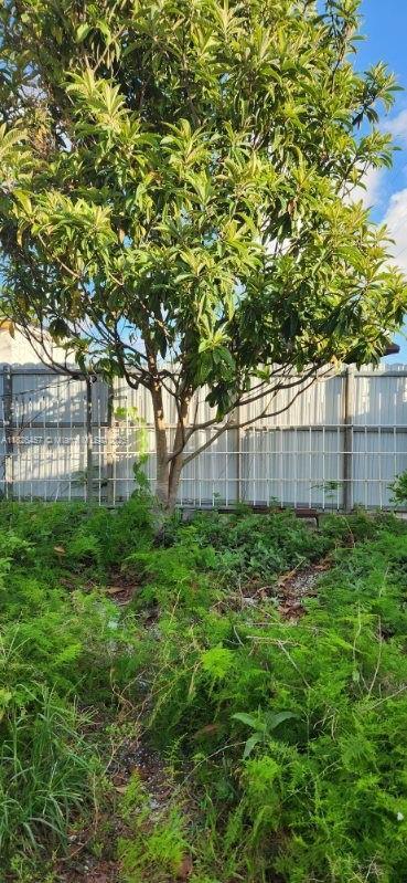 890 E 52nd St, Hialeah, FL 33013 - view of yard