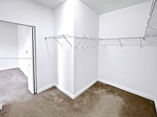 6011 W Paso Fino Pl, Davie, FL 33314 - walk in closet with carpet flooring