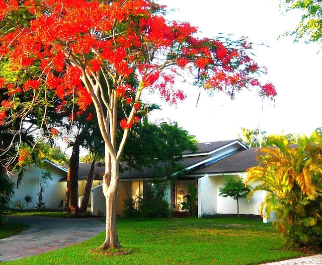 17123 SW 78th Pl, Palmetto Bay, FL 33157 - view of front facade featuring a front yard and stucco siding